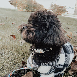 Meet your Posher, Raina